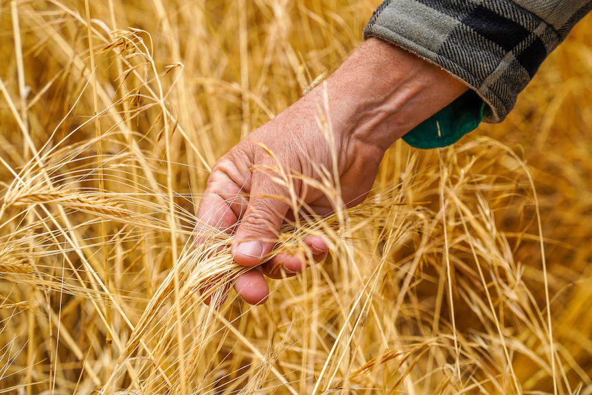 Farmer's hand feels ripe yellow barley 