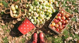 9 Best Places for Apple Picking on Long Island